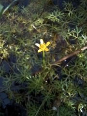 Ranunculus inundatus