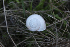 Helminthoglypta