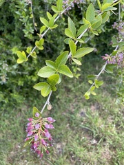 Berberis glaucocarpa