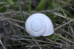 Helminthoglypta