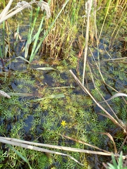 Ranunculus inundatus
