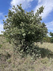 Brachylaena rotundata