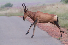 Alcelaphus buselaphus caama