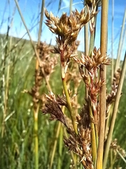 Juncus sarophorus