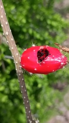 Peniocereus striatus
