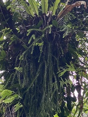 Phlegmariurus phlegmaria