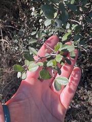 Rhamnus crocea