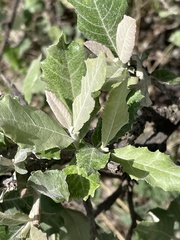 Brachylaena rotundata