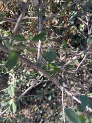 Rhamnus crocea