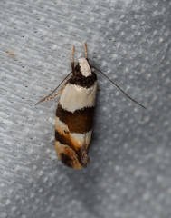 Euphiltra eroticella