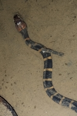 Homalopsis buccata