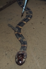 Homalopsis buccata