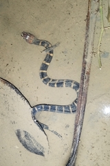 Homalopsis buccata