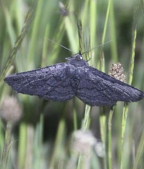 Melanodes anthracitaria