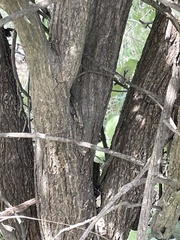 Brachylaena rotundata