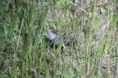 Melanodes anthracitaria