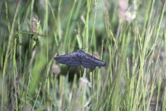 Melanodes anthracitaria