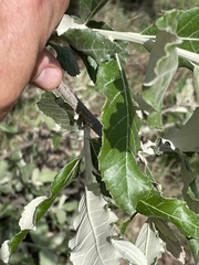 Brachylaena rotundata