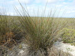 Thamnochortus bachmannii