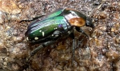 Leucocelis