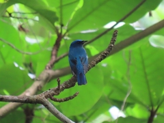 Cyanoptila cumatilis