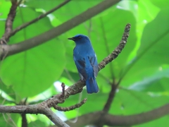 Cyanoptila cumatilis