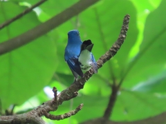 Cyanoptila cumatilis