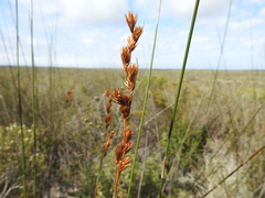 Thamnochortus bachmannii