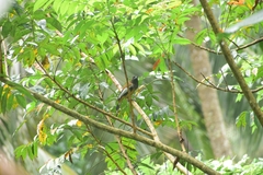 Dendrocitta vagabunda