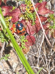 Choerocoris paganus