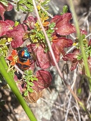 Choerocoris paganus