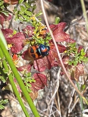 Choerocoris paganus