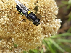 Odontomyia hunteri