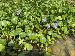 Pontederia crassipes