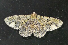 Ophthalmitis xanthypochlora