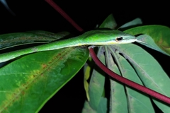 Ahaetulla mycterizans