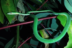 Ahaetulla mycterizans