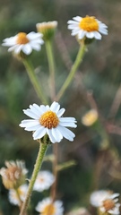 Perityle microglossa