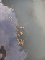 Potamogeton cheesemanii