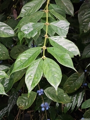 Lasianthus hispidulus