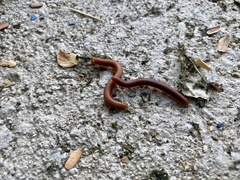 Trigoniulus corallinus