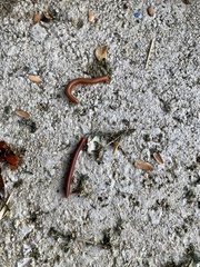 Trigoniulus corallinus