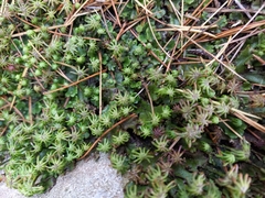 Marchantia