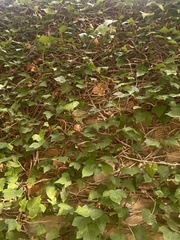Hedera helix