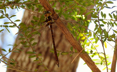 Austrocordulia refracta