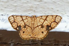 Heterostegane subtessellata