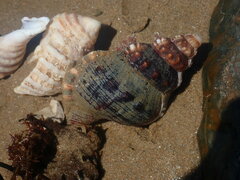 Ranella australasia