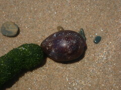 Monetaria caputserpentis