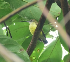 Arachnothera longirostra