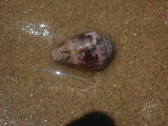 Conus coronatus